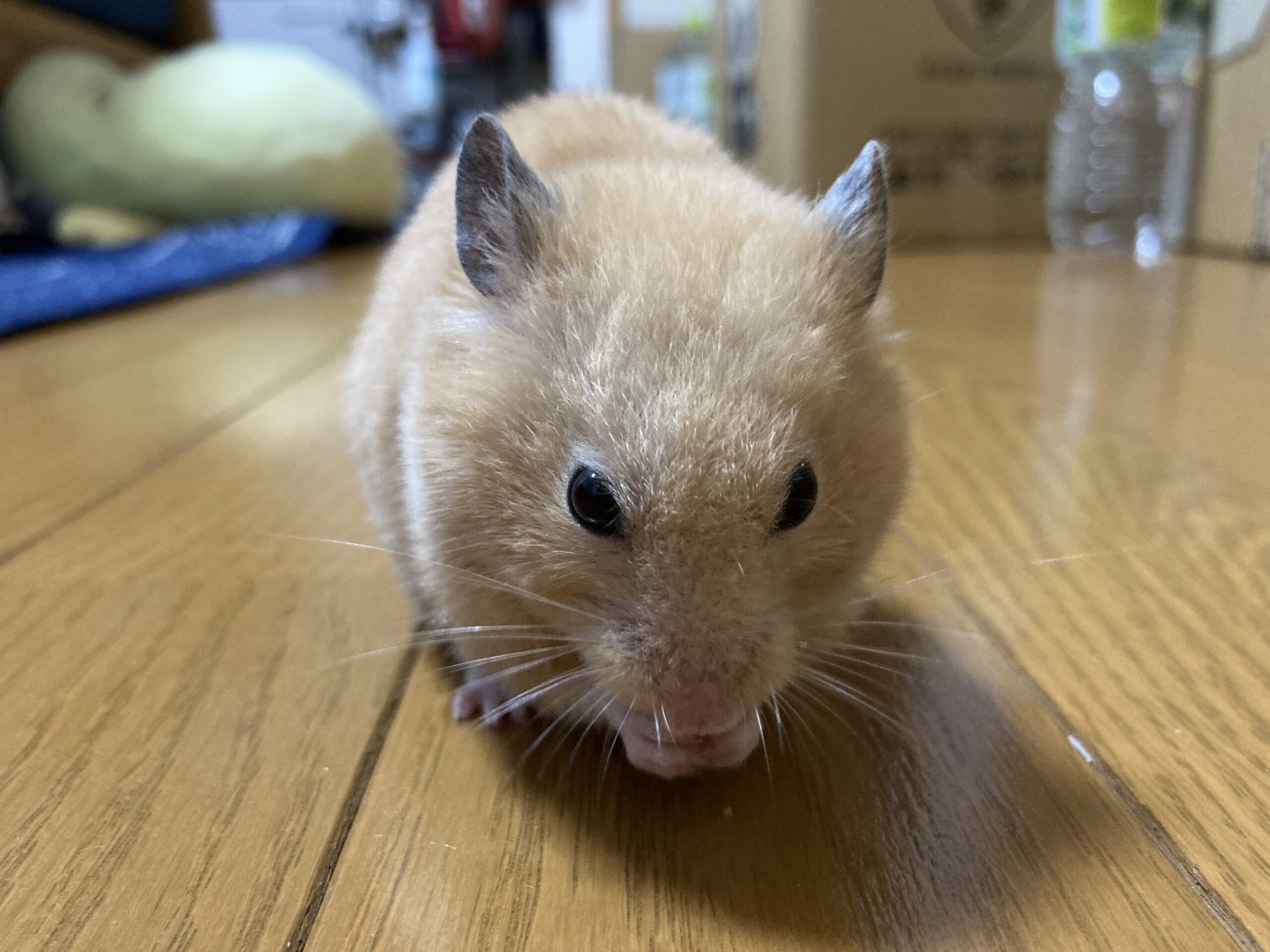 ハムスター飼育本おすすめ3冊! - 9C0E117C 2220 42E6 8971 351C83333BCC ScaleD